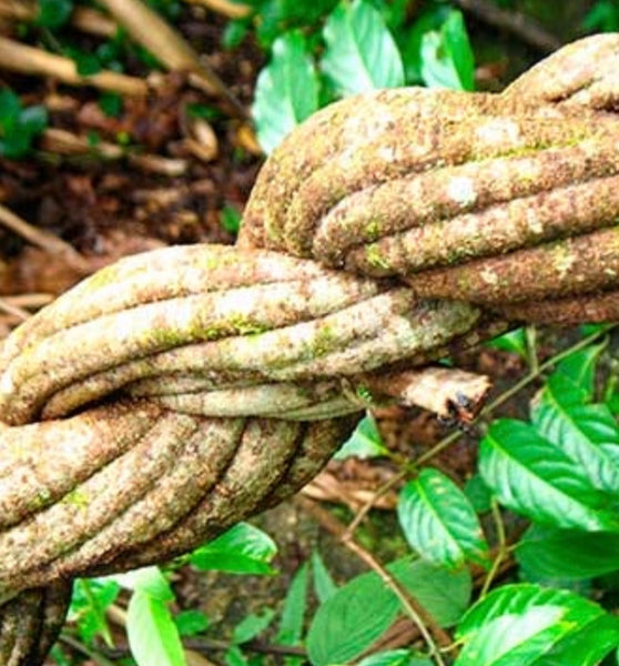 Baby Ayahuasca Vine