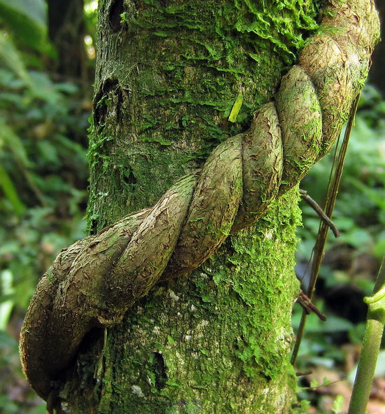 Baby Ayahuasca Vine plant a Vine
