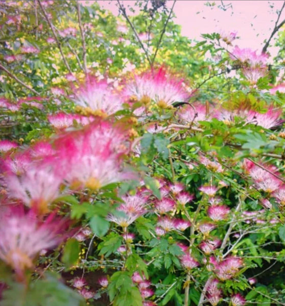 "Bobinsana (Calliandra Angustifolia)"-Bobinsana (Calliandra Angustifolia)