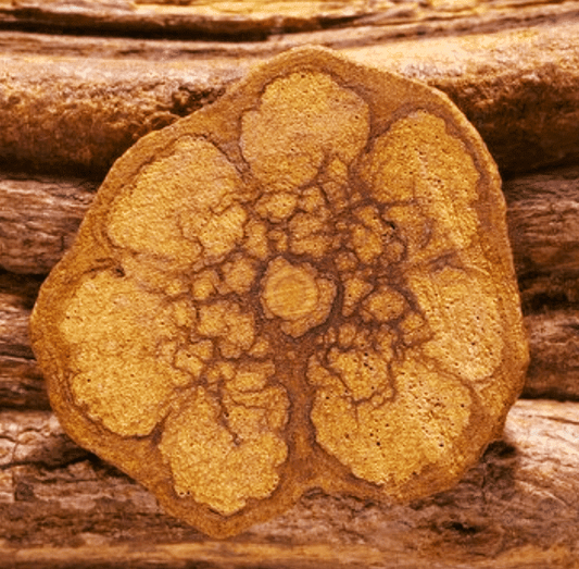Harvest Data & Active Component Of Banisteriopsis Caapi