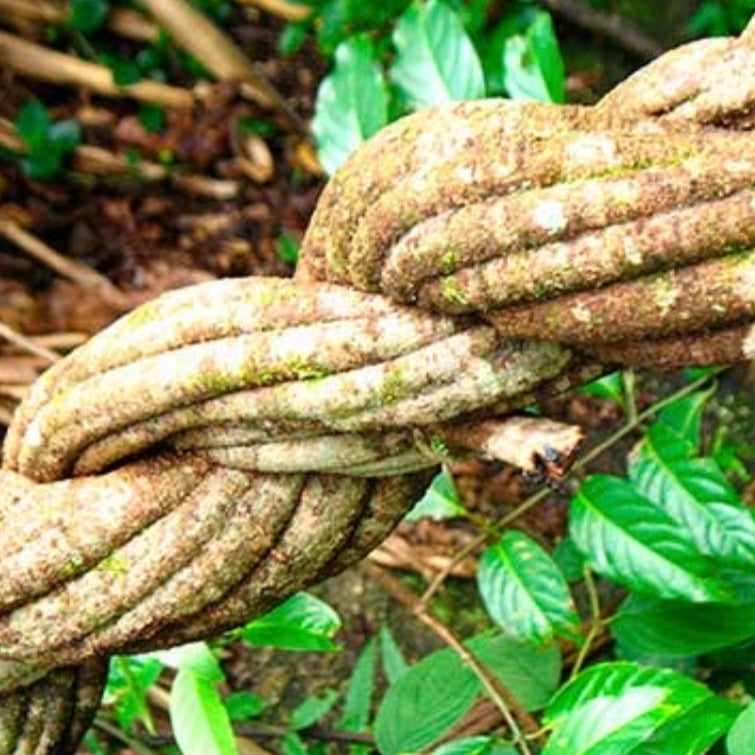 Baby Ayahuasca Vine plant a Vine