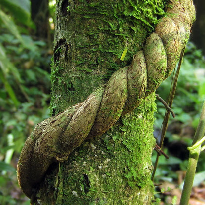 Baby Ayahuasca Vine plant a Vine