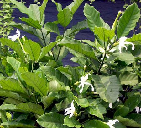 Sananga Extract "Sananga Extract" undulata