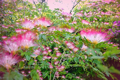 "Bobinsana (Calliandra Angustifolia)"-Bobinsana (Calliandra Angustifolia)